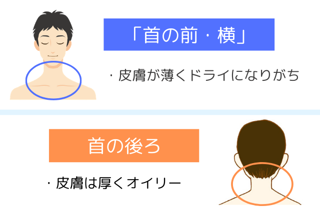 乾燥しやすい首のポイント