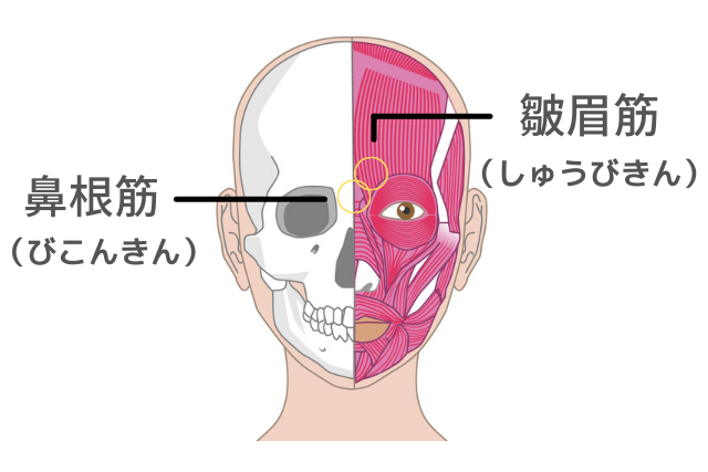眉間のシワのポイントにもなる「鼻根筋」と「皺眉筋」