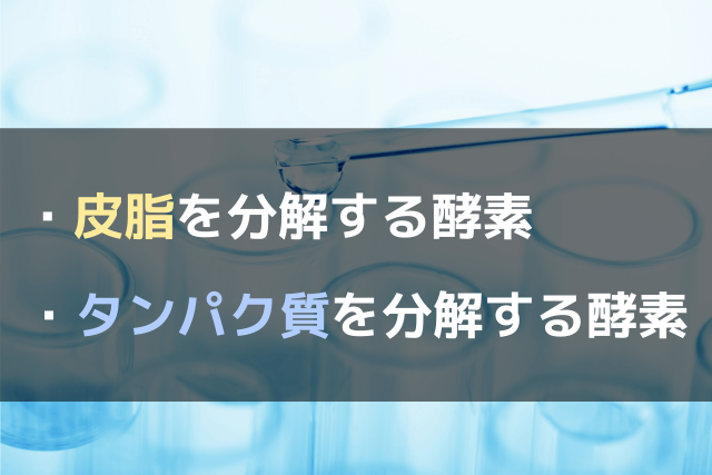 皮脂を分解する酵素とたんぱく質を分解する酵素