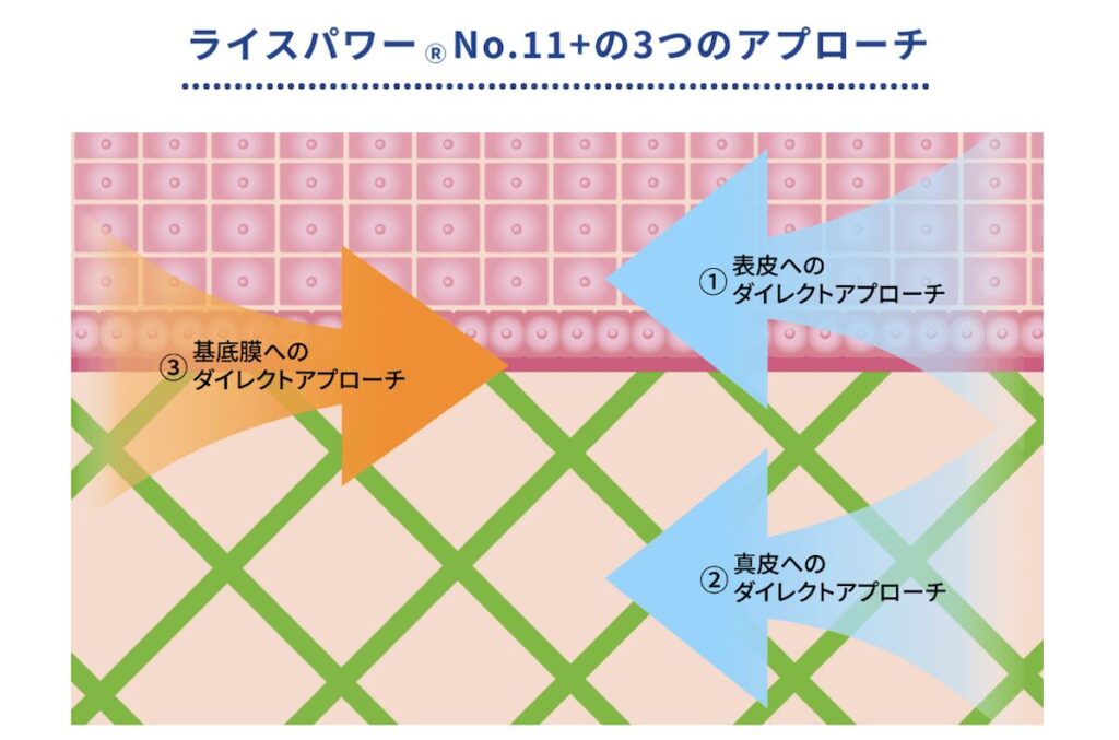 ライスパワーNo.11プラスのシワ改善作用