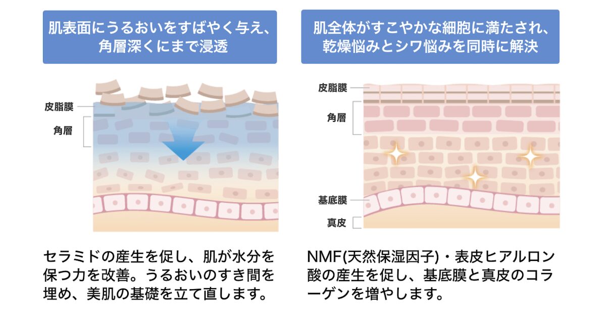 ライスパワーNo.11プラスのシワ改善効果・メカニズム