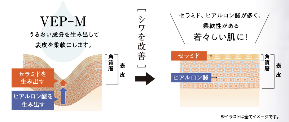 「VEP-M」のシワ改善効果・作用